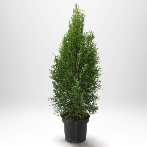 Thuja Smaragd 60-80 cm, Co 3, » LQ Discount