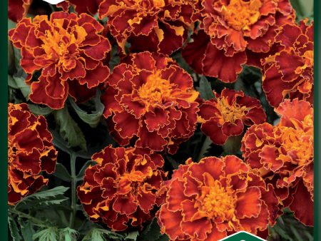 Tagetes, Sammets-, Panther For Sale