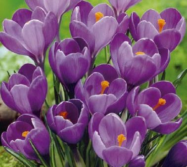 Vårkrokus-Crocus Vernus  Remembrance  10-pack Online Hot Sale