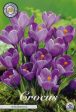 Vårkrokus-Crocus Vernus  Remembrance  10-pack Online Hot Sale