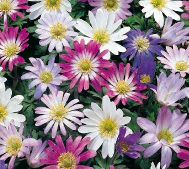 Balkansippa-Anemone Blanda  Mixed  20-pack Hot on Sale