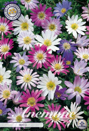 Balkansippa-Anemone Blanda  Mixed  20-pack Hot on Sale