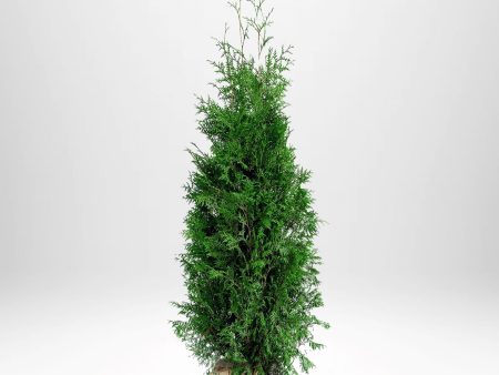 Thuja Brabant 100-120 cm, RB » LQ Supply