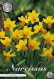 Narcissus Jetfire 7-pack Discount