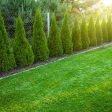 Thuja Smaragd 225-250 cm, RB » LQ Cheap