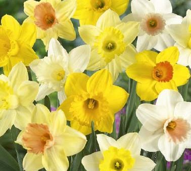 Narcissus Narcis All Types Mixed 6-pack Cheap