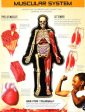 Inside Out Human Body Hot on Sale